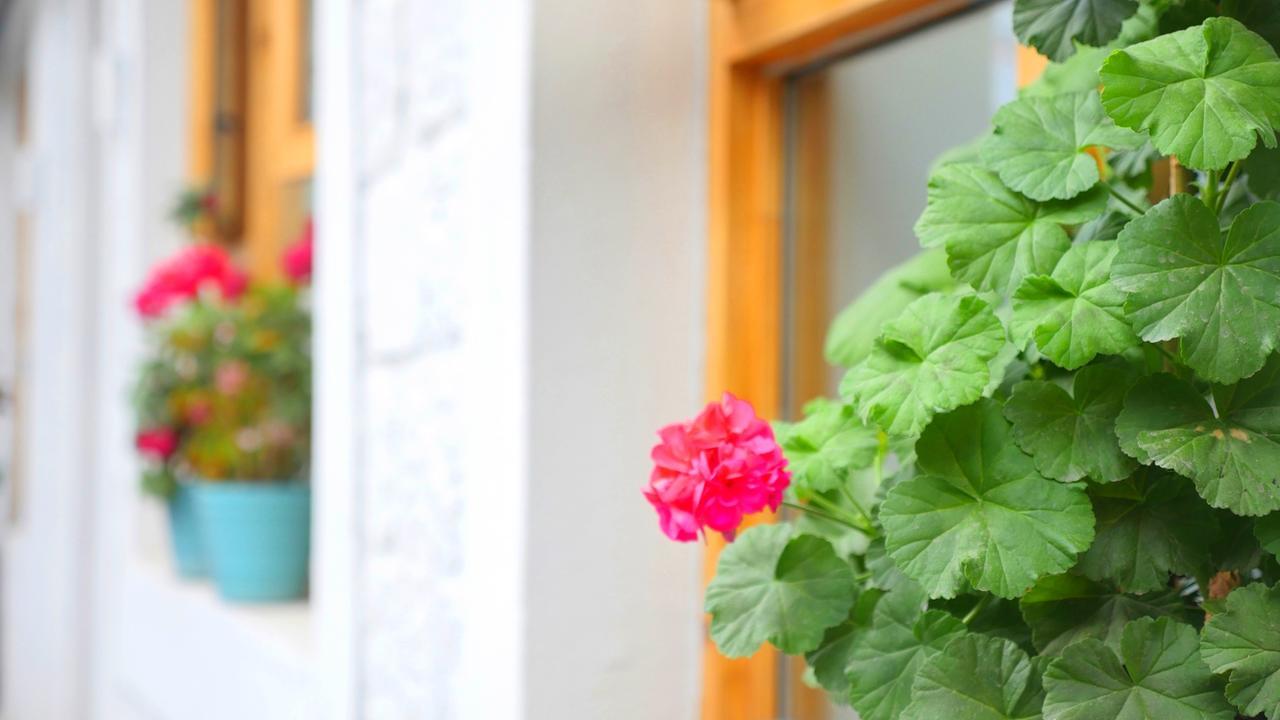 Fengma Feiyang Hostel Lhasa Exteriér fotografie